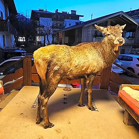 Hotel Bellaria - - Parking 3*